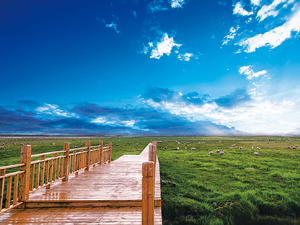 茶卡天空壹号景区高原牧场